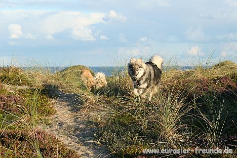 (Foto Goslar)_daenemark_2010_IMG_1316_Stenbjerg_Landingsplads.jpg - ... Hier kann man herrlich fliegen!